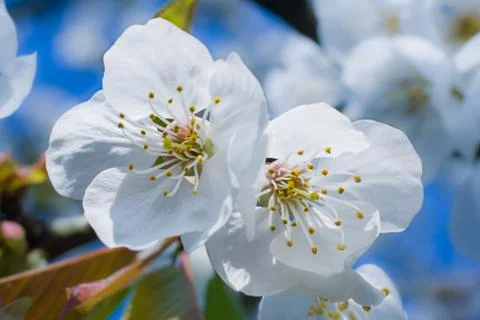Springtime Stock Photos