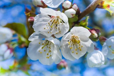 Springtime Stock Photos