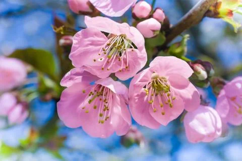 Springtime Stock Photos