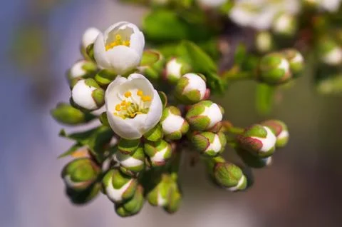 Springtime Stock Photos