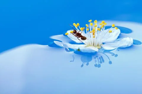 Springtime Stock Photos