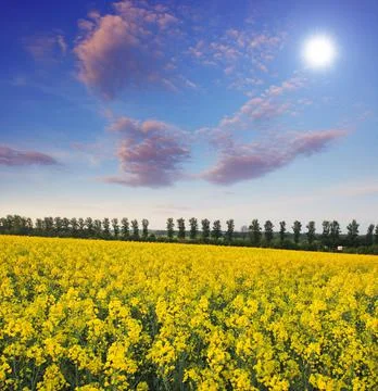 Springtime Stock Photos