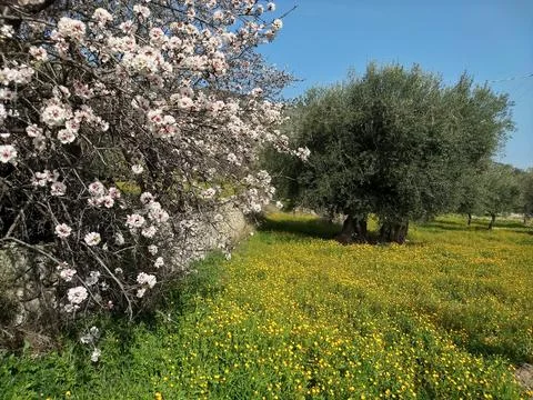 Springtime Stock Photos