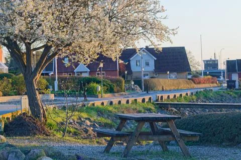 Springtime picnic table under blooming tree in peaceful village setting Stock Photos