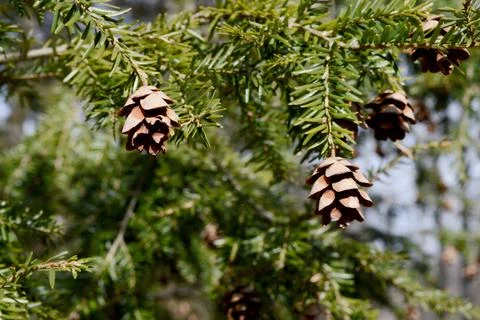 Springtime Pine Cone Budding Stock Photos