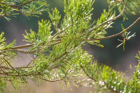 Springtime pine needles Stock Photos