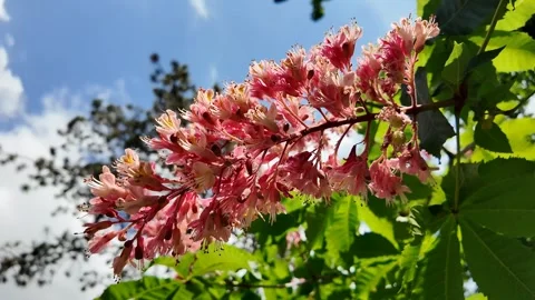 Springtime Pink Chestnut Blossoms Stock Footage 289445648