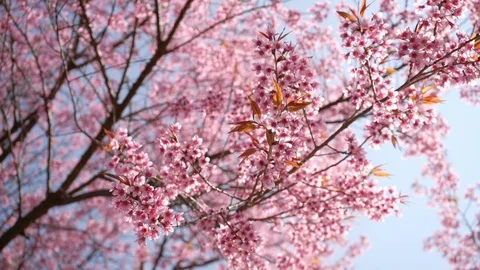 Springtime with pink flowers tree Stock Footage 102649243