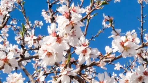 Springtime. Plum trees full of sprouts. Stock Photos