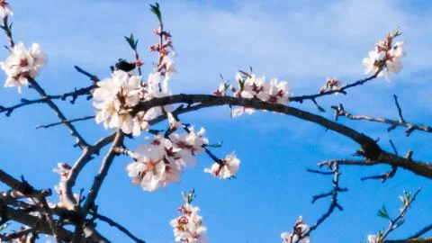 Springtime. Plum trees full of sprouts. Stock Photos