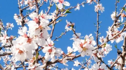 Springtime. Plum trees full of sprouts. Stock Photos