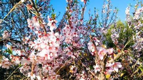 Springtime. Plum trees full of sprouts. Stock Photos