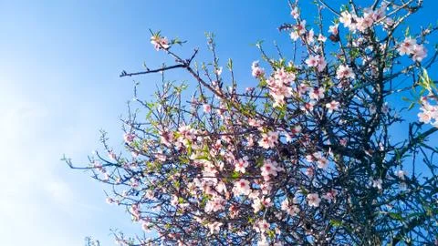 Springtime. Plum trees full of sprouts. Stock Photos