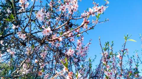 Springtime. Plum trees full of sprouts. Stock Photos