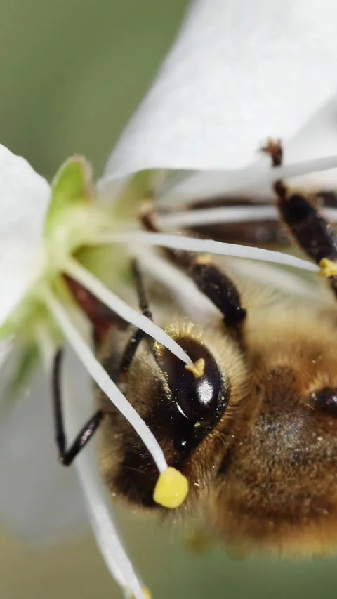 Springtime pollination footage featuring a honey bee (Apis mellifera) feedin 動画素材 333933483
