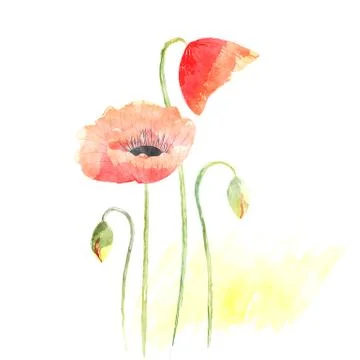 Springtime Poppy Flower Background Stock Illustration