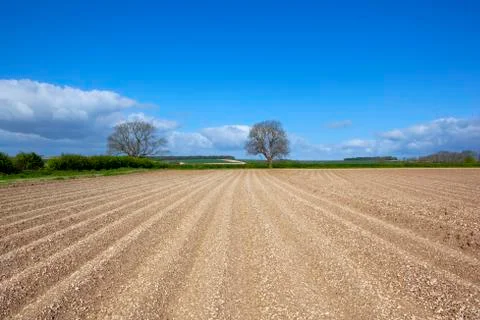 Springtime potato field Stock Photos