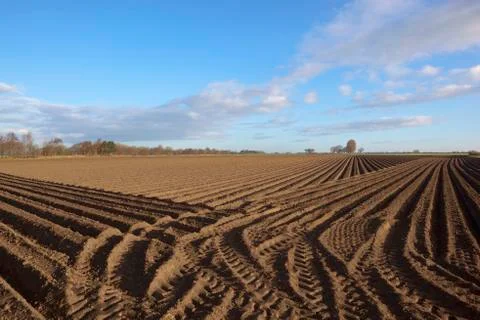 Springtime potato rows Stock Photos