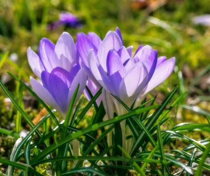 Springtime with purple corcus flowers Stock Photos