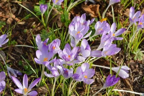 Springtime with Purple Crocuses Stock Photos