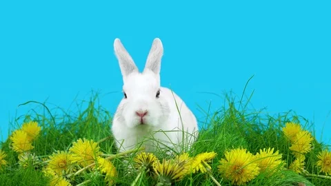 Springtime rabbit sitting in the green grass with dandelions Stock Footage 72558709
