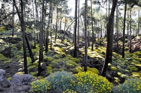 Springtime in to the Rainforest of Tenerife 스톡 사진