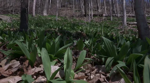 Springtime Ramps - Wild Leeks Stock Footage 38318176