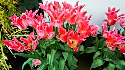 Springtime Red Tulips. Stock Photos