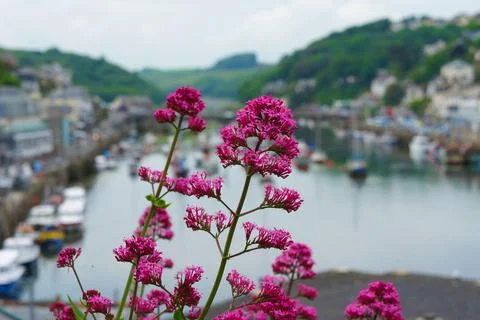 Springtime Red valerian by harbor in Looe Stock Photos