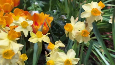 Springtime Renewal Concept: 4K Close-up Video Of Daffodils And Tulips In Bl.. Stock Footage 340635245