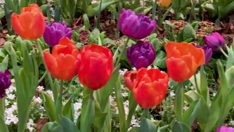 Springtime Renewal Concept: Close-Up Of Colorful Tulips And White Flowers I.. Stock Footage 344968597