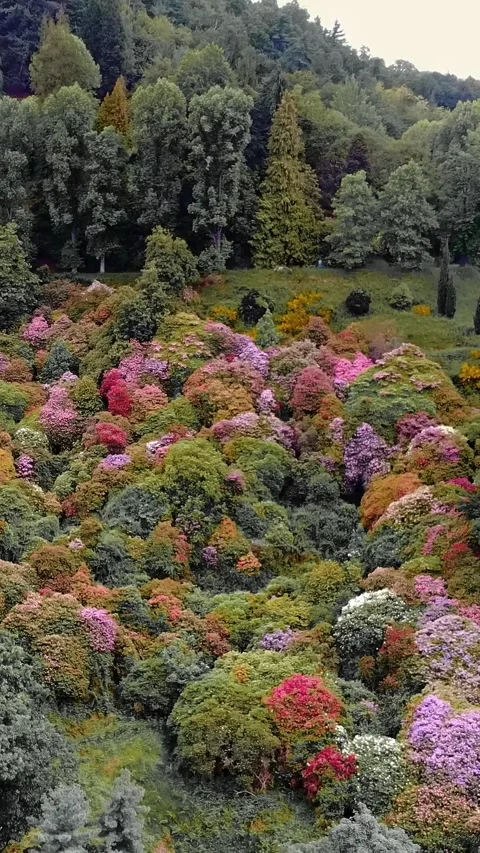 Springtime Rhododendron Bloom on Scenic Hillside Stock Footage 312385065