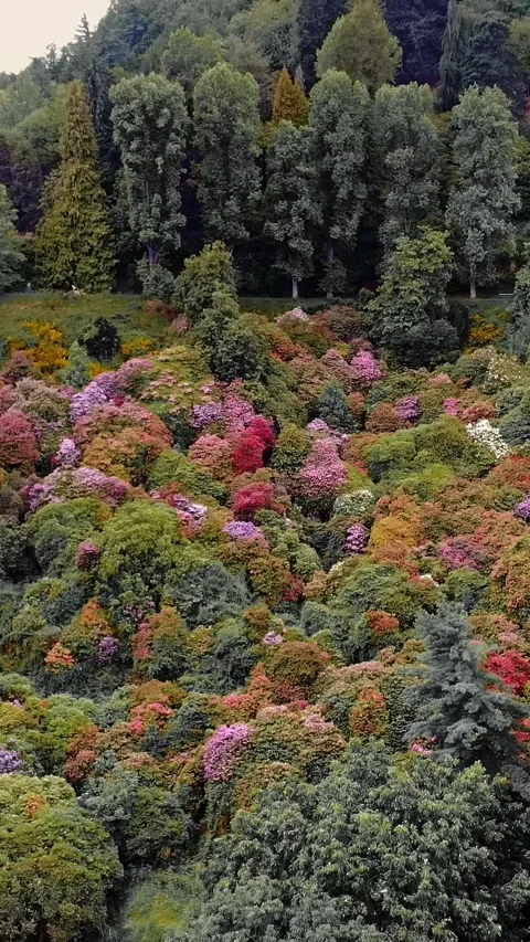Springtime Rhododendron Bloom on Scenic Hillside in BC Video stock 313730218