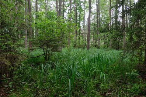 Springtime rich deciduous forest with old alder trees, Bialowieza Forest, Pol Stock Photos