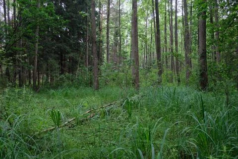 Springtime rich deciduous forest with old alder trees, Bialowieza Forest, Pol Stock Photos