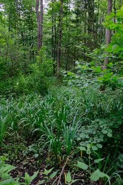 Springtime rich deciduous forest with old alder trees, Bialowieza Forest, Pol Foto stock