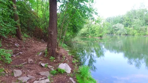 Springtime in a riverside forest at the river mitterwasser Stock Footage 130933879