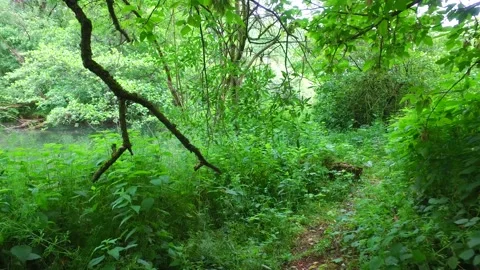 Springtime in a riverside forest at the river mitterwasser Video stock 130933906