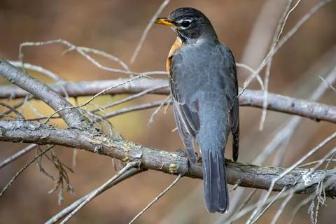 Springtime Robin Фото