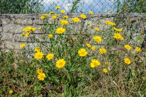 Springtime Rural Background Stock Photos