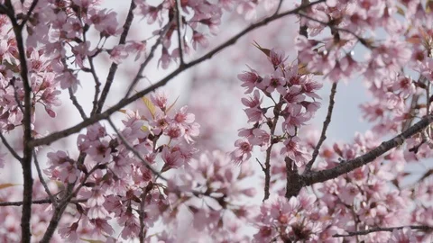 Springtime with Sakura cherry blossom tree Stock Footage 102362665