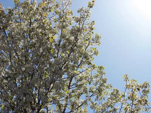 Springtime scene Stock Photos