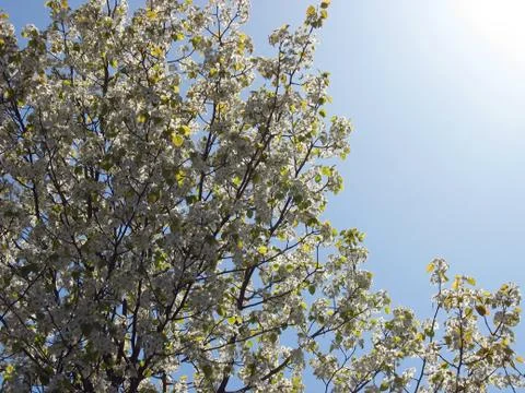 Springtime scene Stock Photos