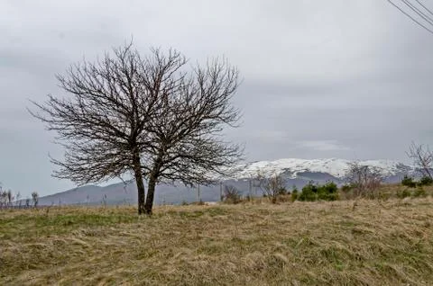 Springtime scene of wild pear tree with  small leaf-bud on glade Stock Photos
