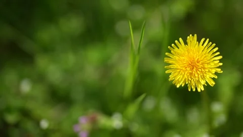 Springtime Scene Yellow Dandelion At Wild Meadow. Spring Blossom On Meadow Video stock 241310551