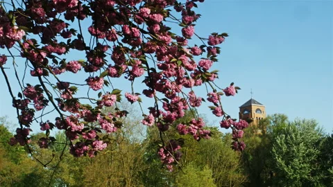 Springtime scenery in Belgium : Memorial Museum Passchendaele 1917 dolly shot  Stock Footage 106950558