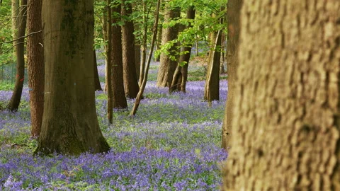 Springtime scenery : bluebells bloom in an oak tree wood, dolly shot Stock-Footage 106929772