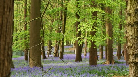 Springtime scenery : bluebells bloom in an oak tree wood, dolly shot Stock-Footage 106929827