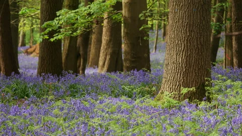 Springtime scenery : bluebells bloom in an oak tree wood, dolly shot Stock-Footage 106930832