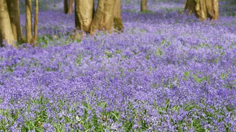 Springtime scenery : bluebells bloom in an oak tree wood, dolly shot Stock-Footage 106932371